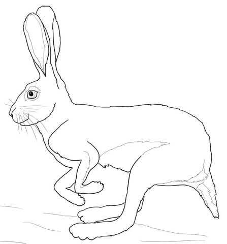 Running Desert Hare Coloring Page